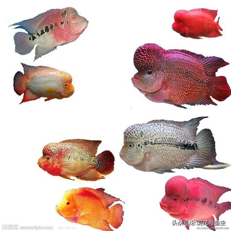 羅漢魚種類|羅漢魚最全資料及常識，包含羅漢魚風水、鑑賞、分類等等